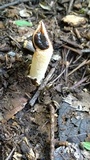 Lysurus cruciatus image