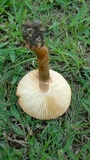 Amanita pleropus image