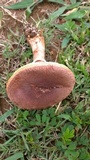 Amanita pleropus image
