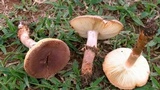 Amanita pleropus image