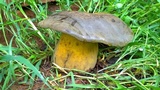 Phlebopus sudanicus image