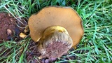 Phlebopus sudanicus image