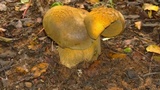 Phlebopus sudanicus image