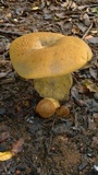 Phlebopus sudanicus image