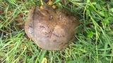 Phlebopus sudanicus image