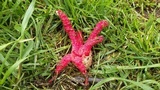 Clathrus archeri image