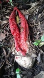Clathrus archeri image