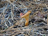 Hygrophorus siccipes image