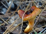 Hygrophorus siccipes image