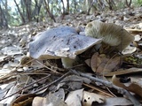 Tricholoma griseoviolaceum image