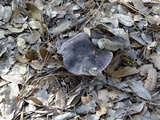 Tricholoma griseoviolaceum image