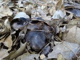 Tricholoma griseoviolaceum image