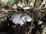 Tricholoma griseoviolaceum image