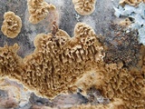 Hydnoporia olivacea image