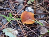 Cystoderma fallax image