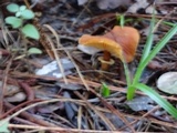 Cystoderma fallax image
