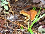 Cystoderma fallax image
