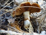 Cortinarius glutinosoarmillatus image