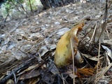 Cortinarius glutinosoarmillatus image