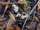 Ramariopsis kunzei image