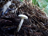 Hygrophorus eburneus image