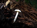 Hygrophorus eburneus image