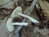 Leucoagaricus brunneosquamulosus image