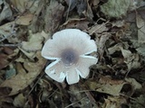 Leucoagaricus brunneosquamulosus image