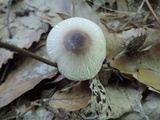 Leucoagaricus brunneosquamulosus image