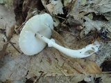 Leucoagaricus brunneosquamulosus image