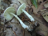 Leucoagaricus brunneosquamulosus image