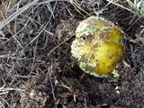 Amanita augusta image