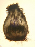 Schizothecium tetrasporum image