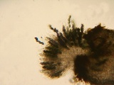 Schizothecium tetrasporum image