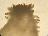 Schizothecium tetrasporum image