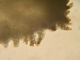 Schizothecium tetrasporum image