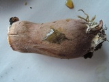 Tylopilus badiceps image