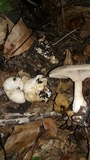 Entoloma abortivum image