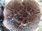 Sarcodon imbricatus image