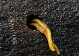 Calocera cornea image