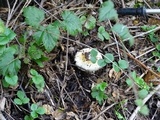 Amanita ameripanthera image