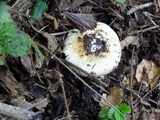 Amanita ameripanthera image
