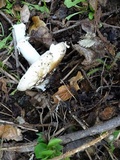 Amanita ameripanthera image