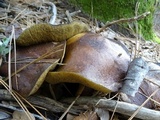 Suillus brevipes image
