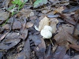 Cuphophyllus virgineus image