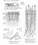 Dacryobolus karstenii image