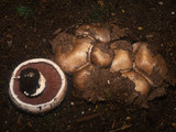 Agaricus bisporus image