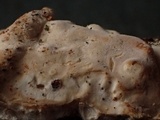 Dacryobolus karstenii image