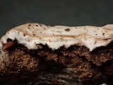 Dacryobolus karstenii image
