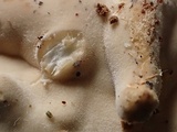 Dacryobolus karstenii image